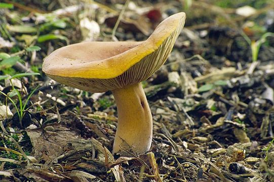 Image of Tawny Milkcap