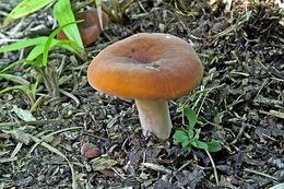 Image of Tawny Milkcap