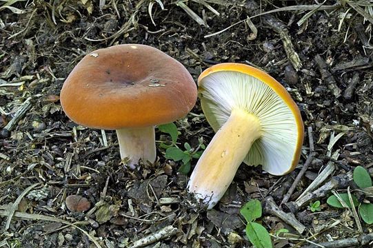 Image of Tawny Milkcap