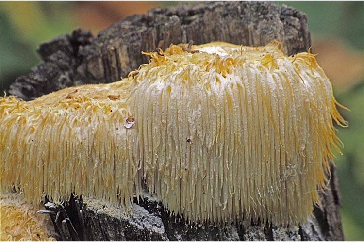 Image of Bearded tooth