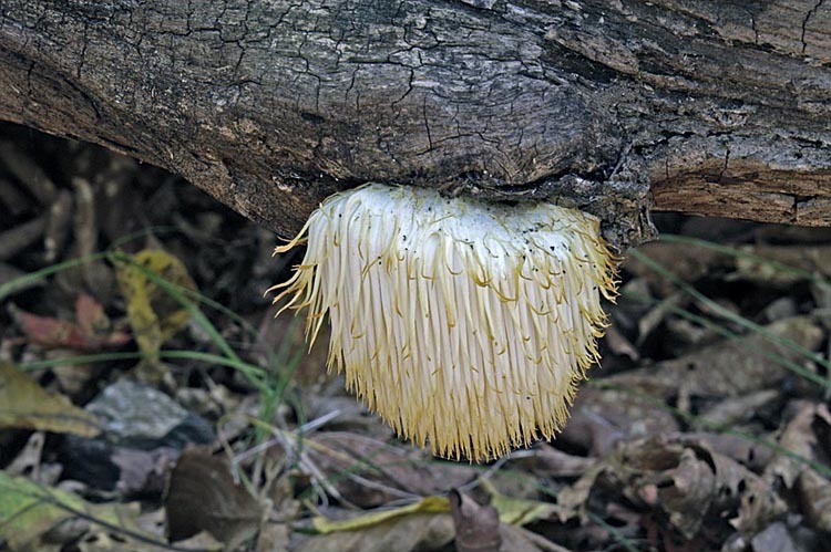 Image of Bearded tooth