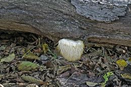 Image of Bearded tooth