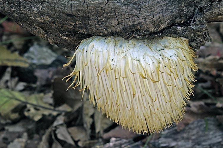 Image of Bearded tooth