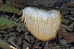 Image of Bearded tooth