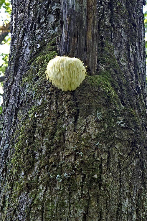 Image of Bearded tooth