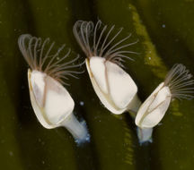 Image of Goosefish Barnacle