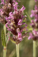 Image of <i>Stachys officinalis</i> ssp. <i>serotina</i>