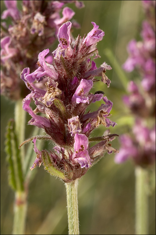 Image of <i>Stachys officinalis</i> ssp. <i>serotina</i>