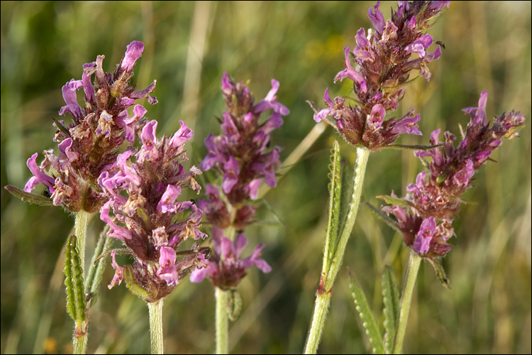 Image of <i>Stachys officinalis</i> ssp. <i>serotina</i>