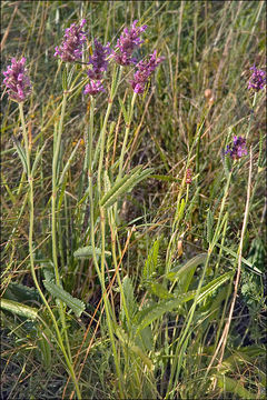 Image of <i>Stachys officinalis</i> ssp. <i>serotina</i>