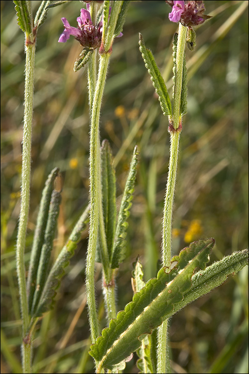 Image of <i>Stachys officinalis</i> ssp. <i>serotina</i>