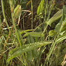 Image of <i>Stachys officinalis</i> ssp. <i>serotina</i>