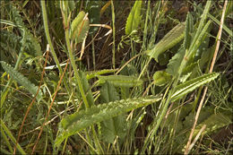 Image of <i>Stachys officinalis</i> ssp. <i>serotina</i>