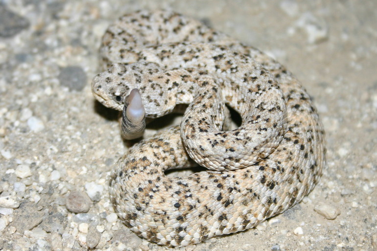 صورة Crotalus mitchellii (Cope 1861)