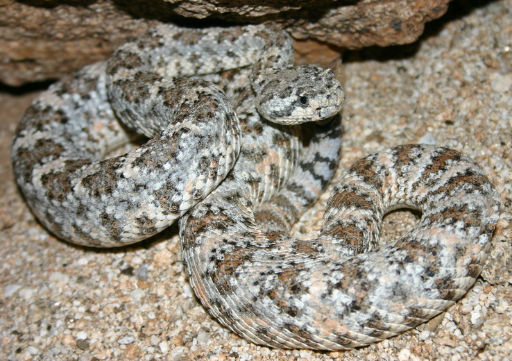 صورة Crotalus mitchellii (Cope 1861)