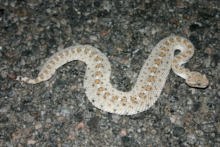 Image of Sidewinder Rattlesnake