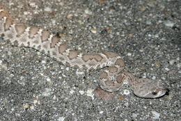 Image of Red Diamond Rattlesnake