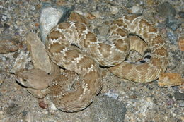 Image of Red Diamond Rattlesnake