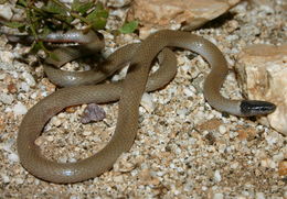 Image of Western Blackhead Snake