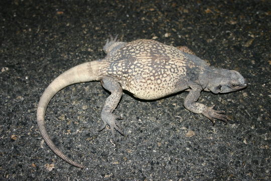 Image of Common Chuckwalla