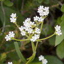 Sivun Valeriana saxatilis L. kuva