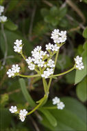 Image of Alpine Valerian