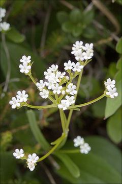 Sivun Valeriana saxatilis L. kuva