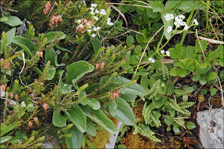 Image of Alpine Valerian