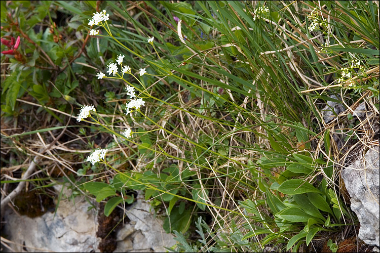 Imagem de Valeriana saxatilis L.