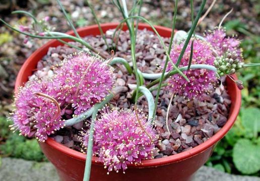 Image of Allium kurtzianum Asch. & Sint. ex Kollmann