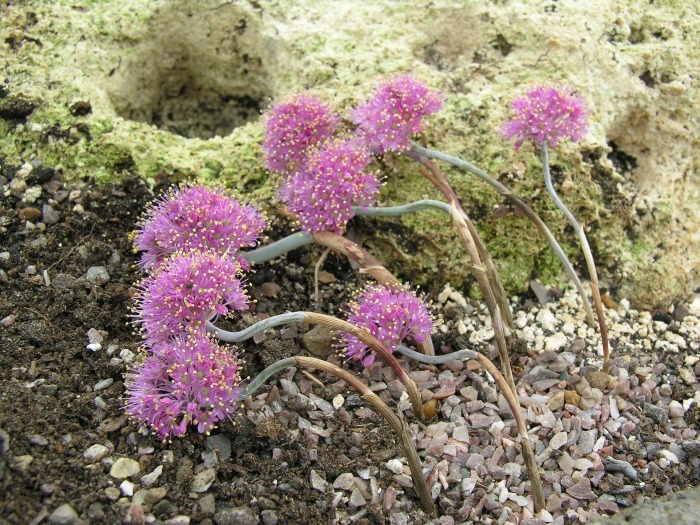 Image of Allium kurtzianum Asch. & Sint. ex Kollmann