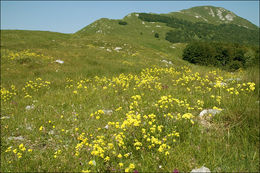 Слика од Biscutella laevigata L.