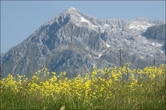 Image of Buckler Mustard