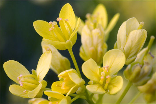 Image of Buckler Mustard