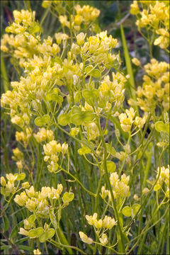 Image of Buckler Mustard