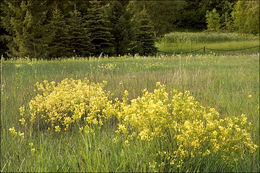 Image of Buckler Mustard