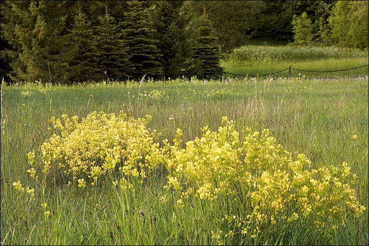 Image of Buckler Mustard