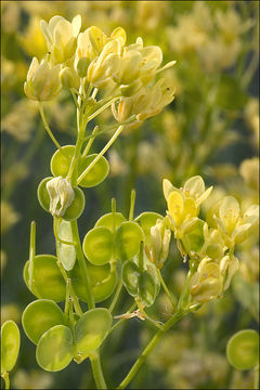 Image of Buckler Mustard