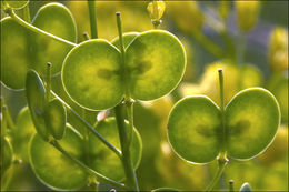 Image of Buckler Mustard