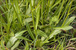 Image of Buckler Mustard