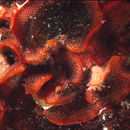 Image of Watersiporidae Vigneaux 1949