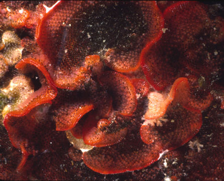 Image of Marine bryozoan