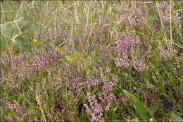 Image of Heather