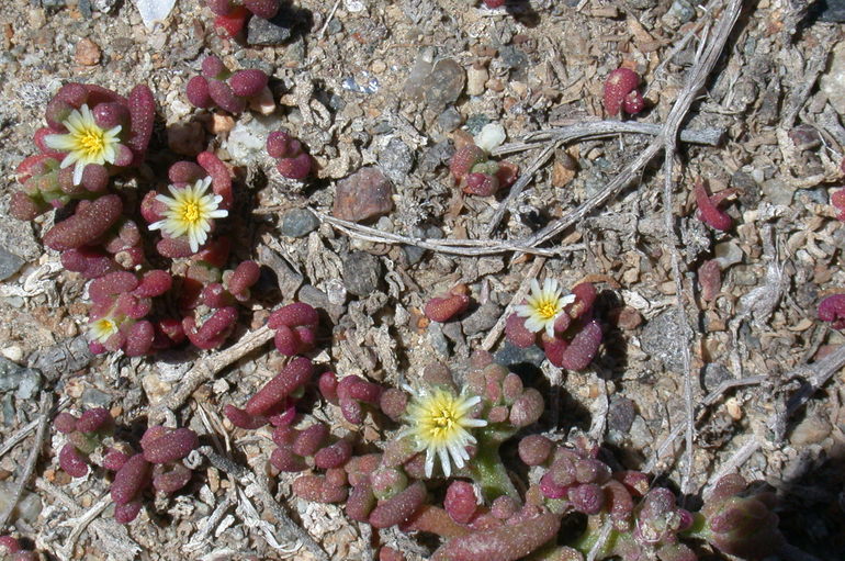 Слика од Mesembryanthemum crystallinum L.