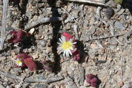 Слика од Mesembryanthemum crystallinum L.