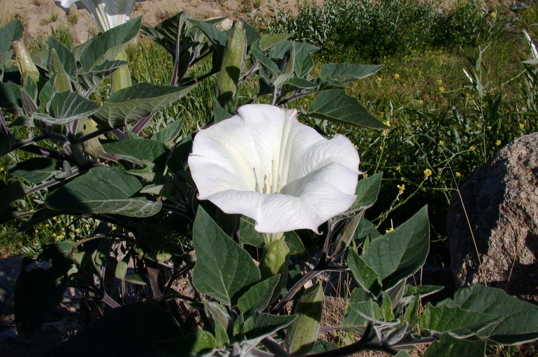 Image of sacred thorn-apple