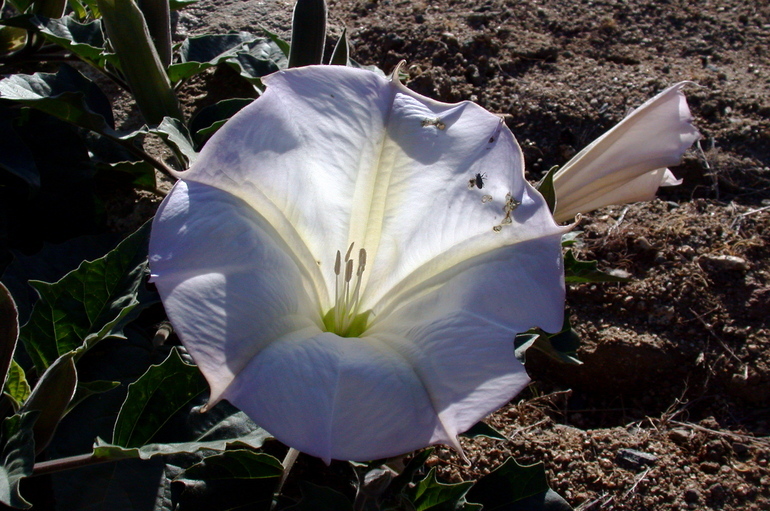 Imagem de Datura wrightii Hort. ex Regel