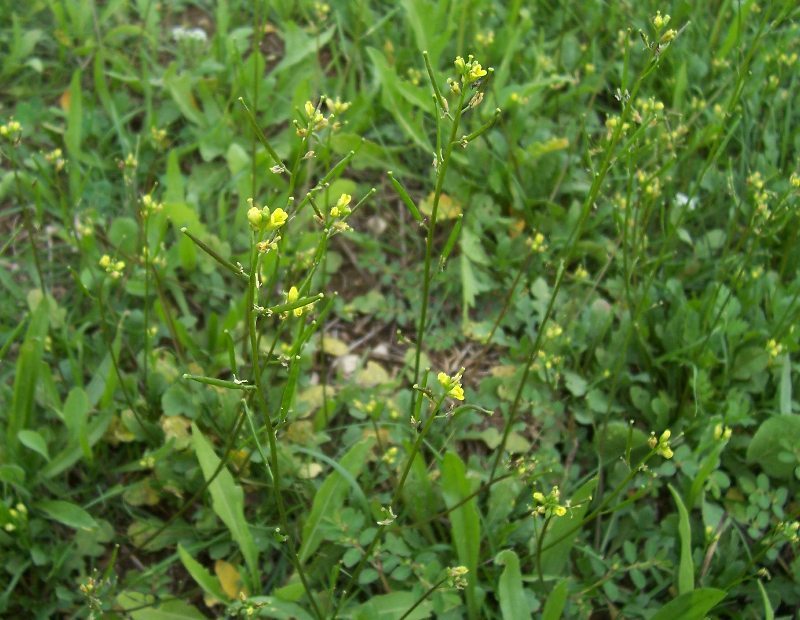 Image of Diplotaxis viminea (L.) DC.