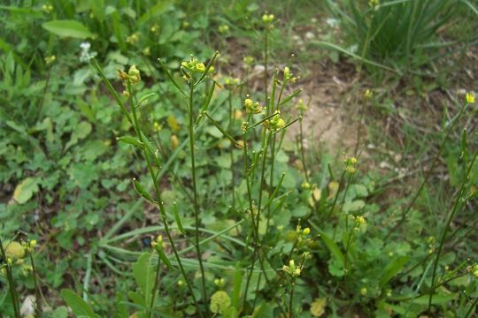 Sivun Diplotaxis viminea (L.) DC. kuva