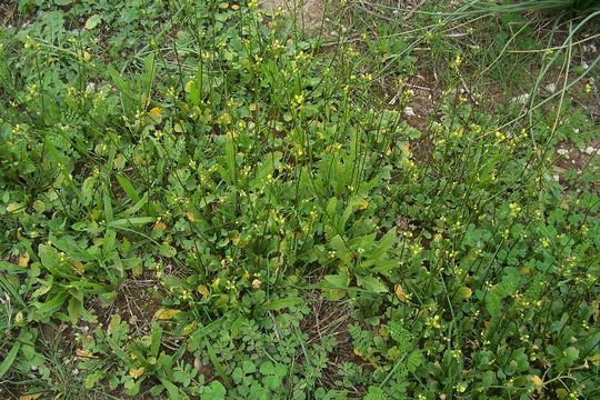 Image of Diplotaxis viminea (L.) DC.